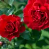 Evelyn - @eveflowers50 - TikTok