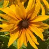 Eve_Harmony_naturopathicHealth - @eveharmonyhealth - TikTok