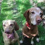 Eva, Hendrix and missing Jimi - @gingerracinghounds - Instagram