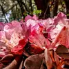 eve_herman - @eveherman - TikTok