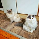 Eve Herrmann - @1lillo1stitch - Instagram