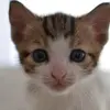 Evie Irwin - @taken123990 - TikTok