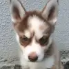 Allô 👋 - @evemarchand208 - TikTok