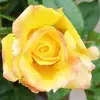 Eve Grovemeier - @eve.grovemeier - TikTok