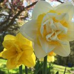 Eve Olsen - @4.the.love.of.flowers - Instagram