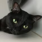 Eveready - @evereadythecat - Instagram