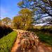 Eve Rowe - Facebook