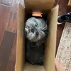 🐶 - @evesandsue - TikTok