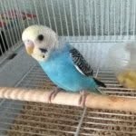 Eveshultz - @birdfeathers101 - Instagram