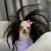 𝐄𝐯𝐞𝐥𝐲𝐧 𝐌𝐞𝐦𝐞𝐬🧚‍♀️🎭 - @evelynmemeslaughter818 - TikTok