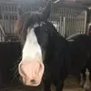 Eve_Spears - @eve_spears - TikTok