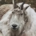Eve Spence - @teddy_peace_11 - Instagram