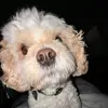 evie - @evesteves0.0 - TikTok
