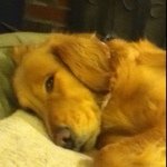 Eve Sweeney - @gracie_awesome_dog - Instagram