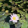 Eveline Chan - @30624027641 - TikTok