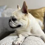 Eveline May - @frankieboy.thefrenchie - Instagram