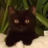 evelynebacon897 - @evelynebacon897 - TikTok