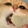 maplebaconevelyn - @maplebaconevelyn - TikTok