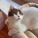 Evelyn Becker - @cattery_von_der_strandmuschel_ - Instagram