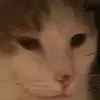 evelyn_bee100 - @evelyn_bee100 - TikTok