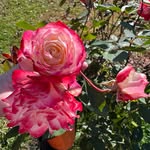 Evelyn Bussa-Burchett - @evburchett - Instagram