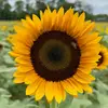 Girasol 🌻🌻 - @evelyncalvo03 - TikTok