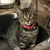 Evelyn Canning - @evelyncanning - TikTok