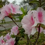 Evelyn Dutt - Facebook