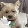 Gail Evelyn Dodd - @gail.evelyn.dodd - TikTok