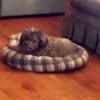 evelyngarner8 - @evelyngarner8 - TikTok