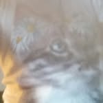 Evelyn lowis gower - @evelyn1234567990 - Instagram