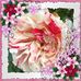 Evelyn Hackett - Facebook