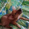 Evelyn Hocking - @evelyn.hocking - TikTok