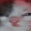 evelynhoff3 - @evelynhoff3 - TikTok