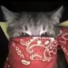Evelyn - @innocent.evelyn - TikTok