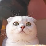Elodie Evelyn Kent - @realodie_thescottishfold - Instagram