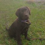 Evelyn Mann - @graciepuppy112 - Instagram