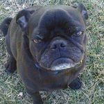 evelyn_mocklin13 - @dog_lover130 - Instagram