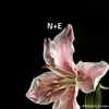 EVELYN LIKES NATHAN - @evelyn.likes.nath - TikTok
