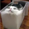 Meowlord - @evelynolson7 - TikTok