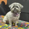 evelynpender7 - @charles.penderz - TikTok