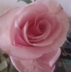 Evelyn Piñeiro - Facebook