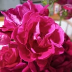 Evelyn Priem - Facebook