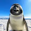 Evelyn sing - @evelyn.sing - TikTok