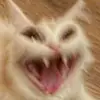 Evy - @evelynstraights - TikTok
