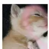 😼EVE_A.V🌻 - @evelynverdesoto0 - TikTok