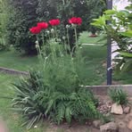 Evelyn Widmann - Facebook