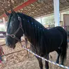 everlimon - @everardolimon806 - TikTok