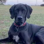 Everett “Bentley” Davis - @bentleythegoldmaraner - Instagram