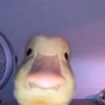 Everett Bird - @thebirdmanguy - Instagram